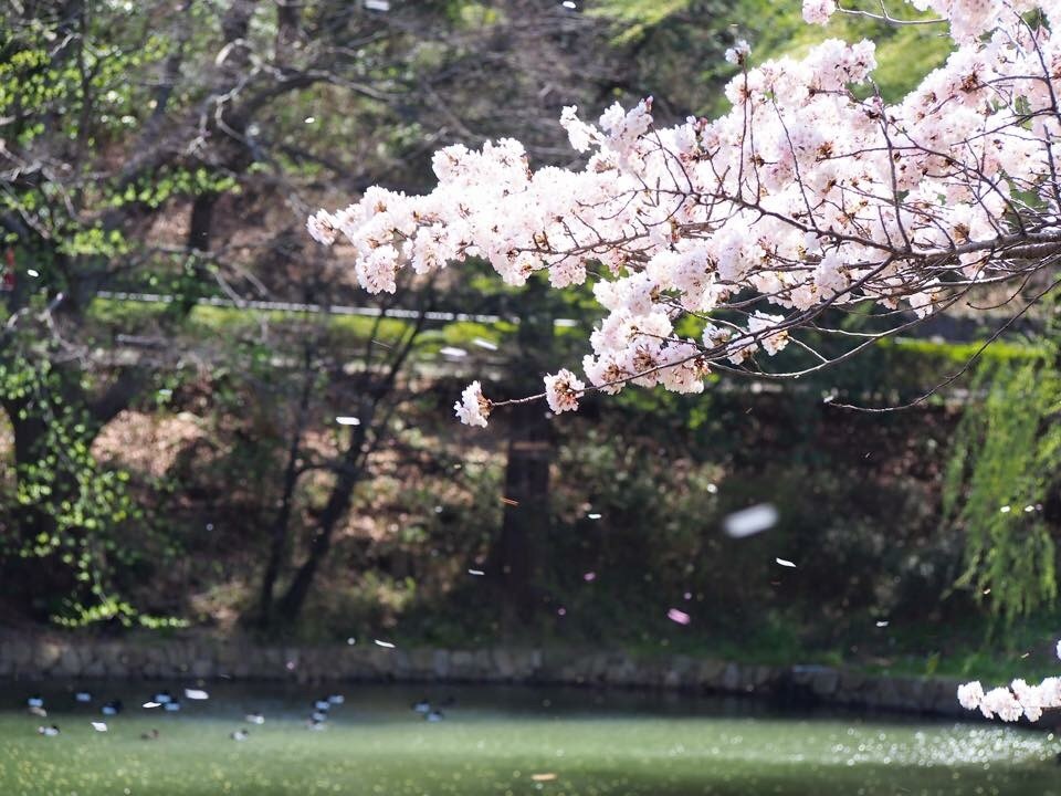 桜舞う。