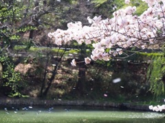 桜舞う。