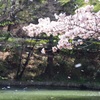 桜舞う。