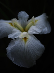 菖蒲2