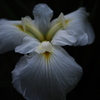 菖蒲2