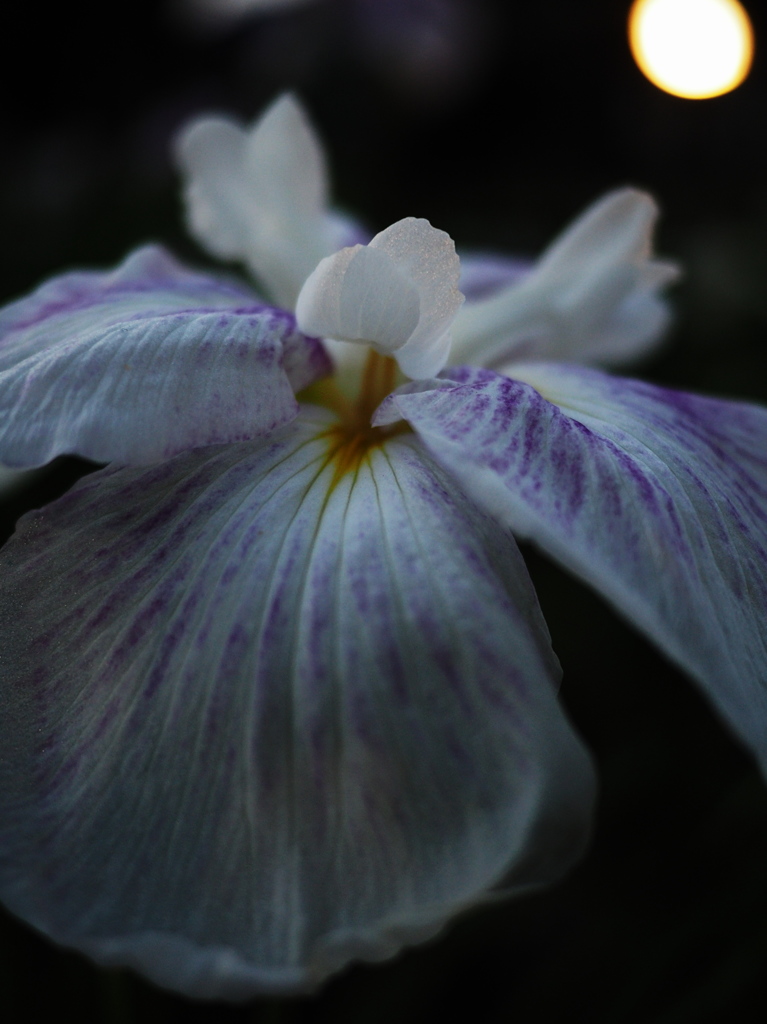 菖蒲3