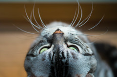 空を見上げる猫