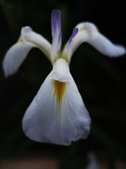 菖蒲1
