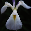 菖蒲1