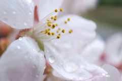 雨のちサクラ