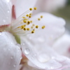 雨のちサクラ