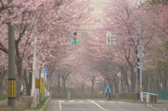 さくら並木