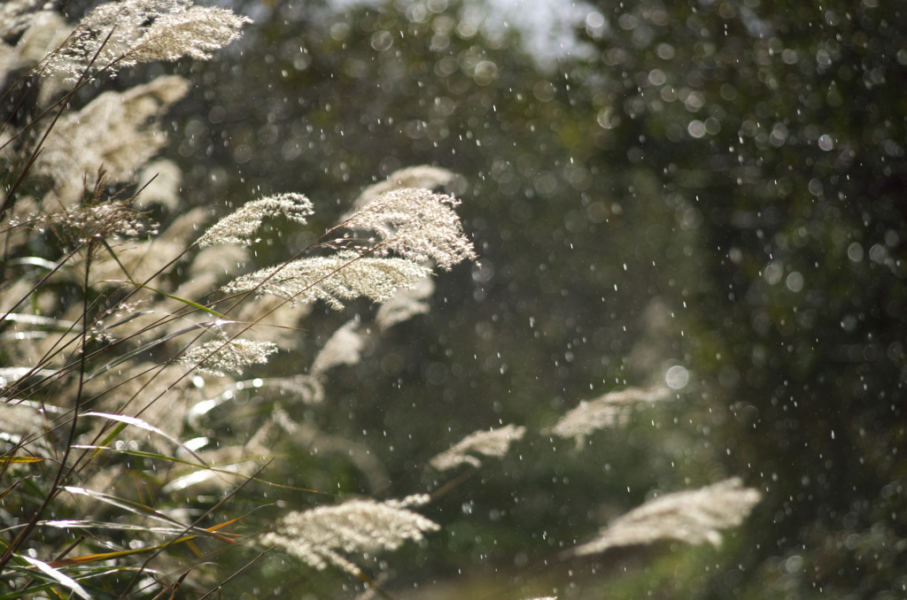 通り雨