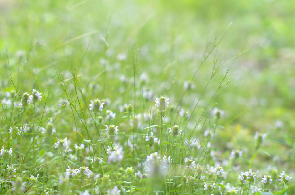 野の花