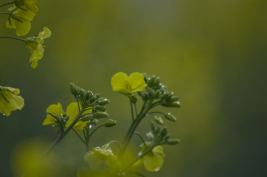 菜の花