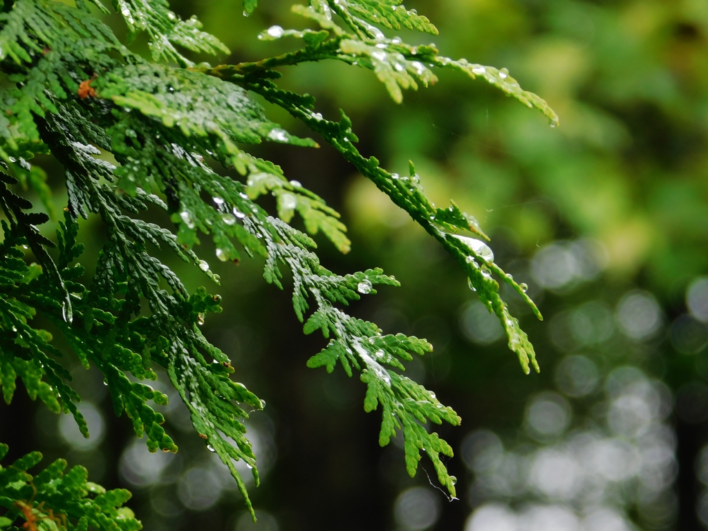 雨あがり