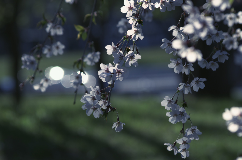 sakura