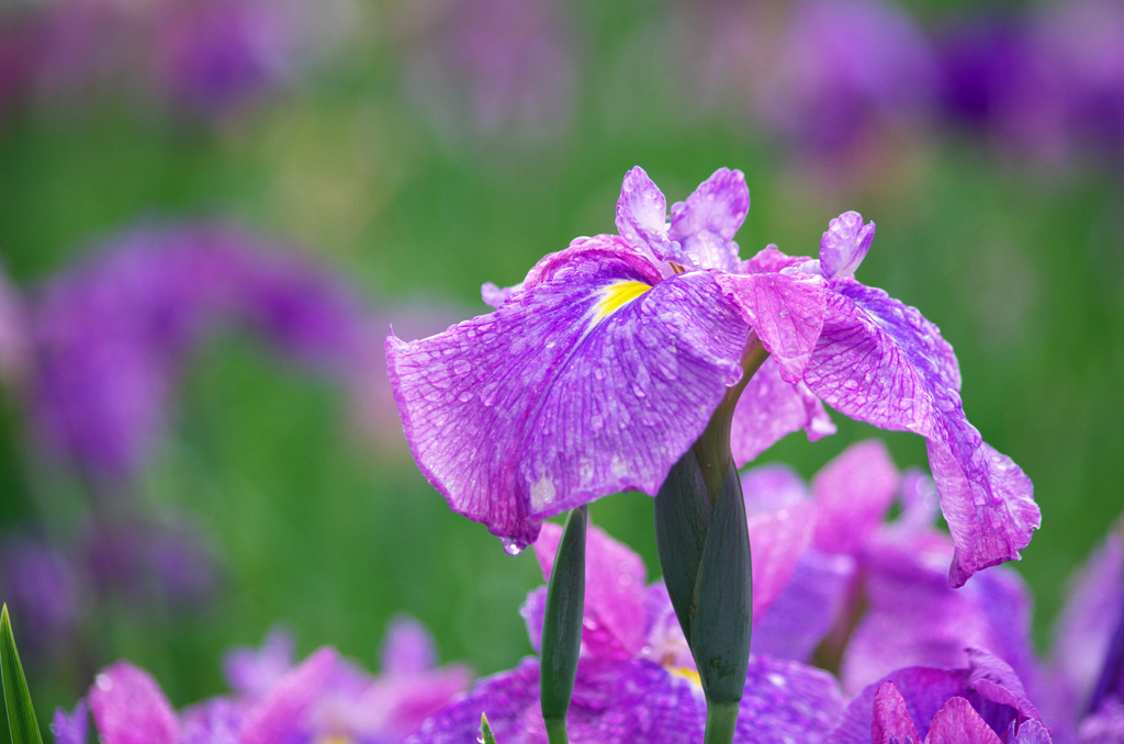 雨上がりの花菖蒲