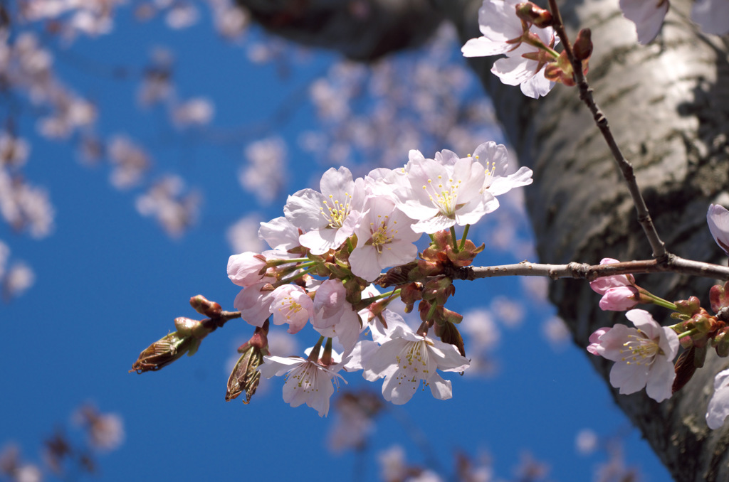 桜　こぶし風