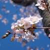 桜　こぶし風