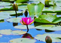 Water　lily