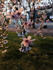 夕陽に染まる桜花