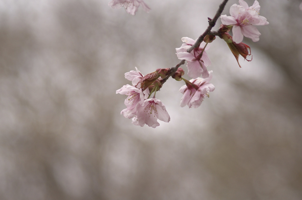 北の桜