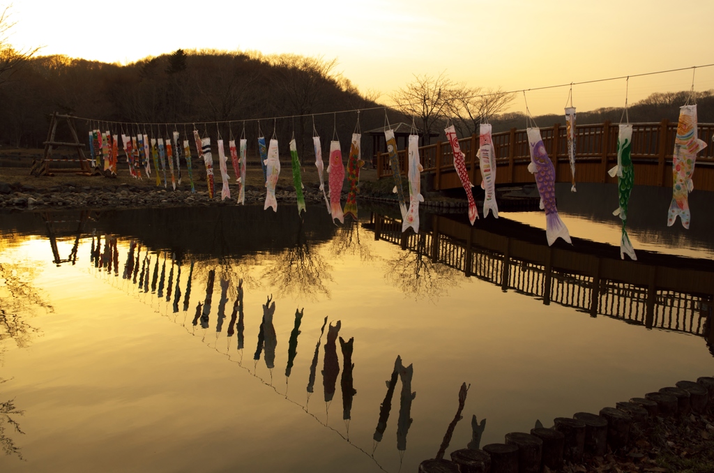 夕暮れの鯉のぼり