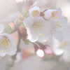 桜　夢の中