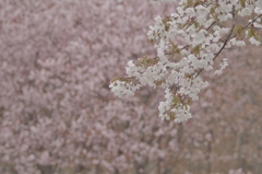 白い桜 