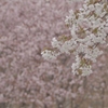 白い桜 