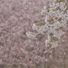 白い桜 