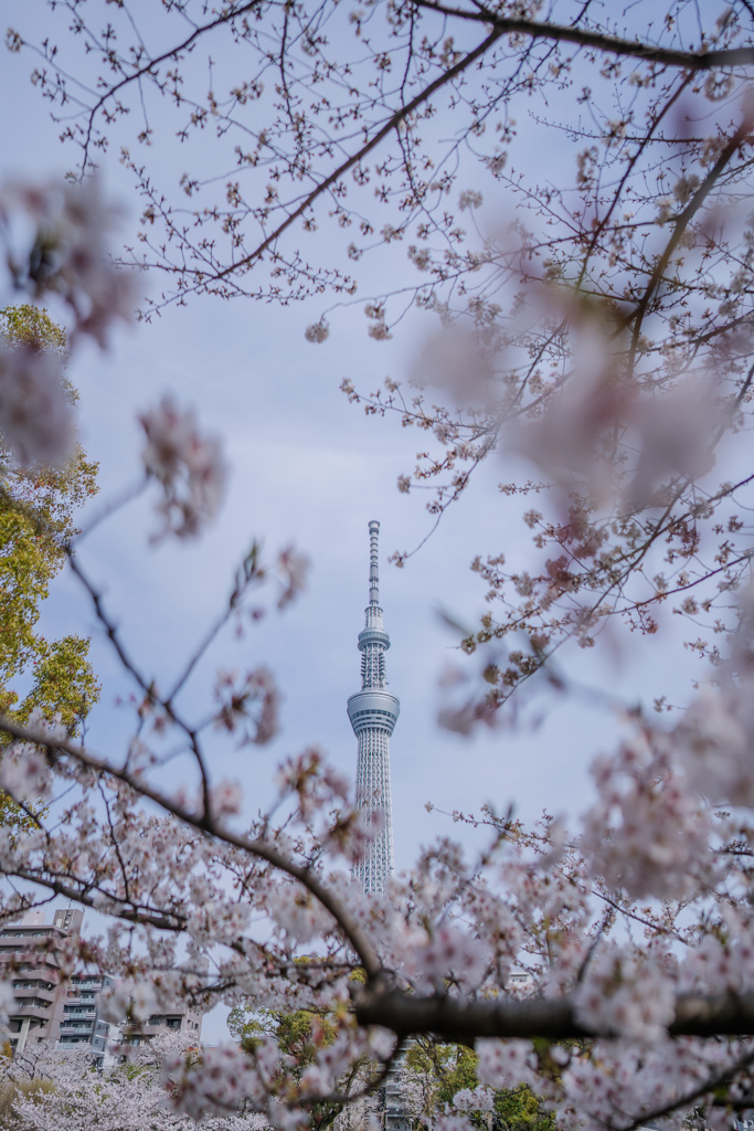 春の香り