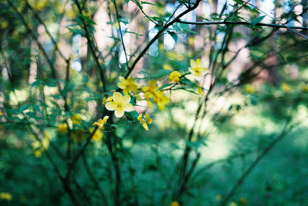 黄色い花
