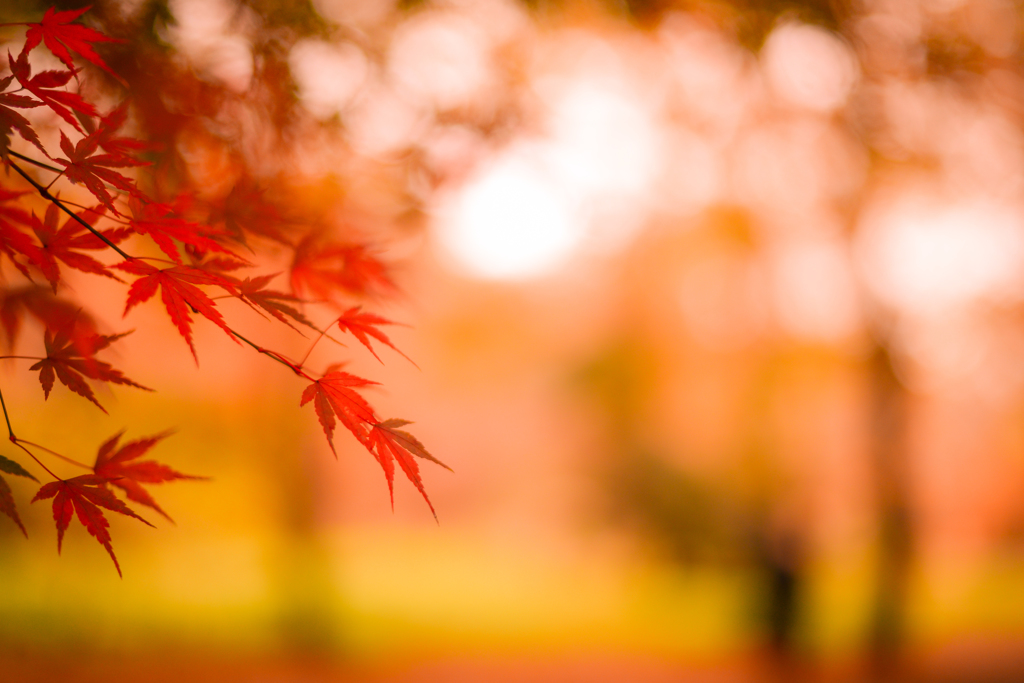 紅葉