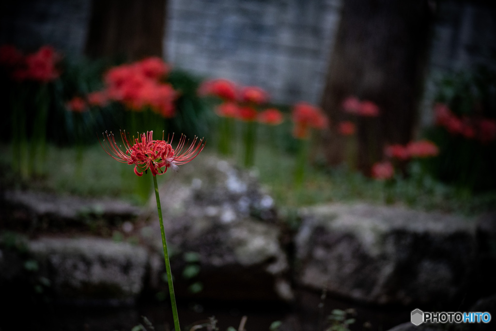 彼岸花