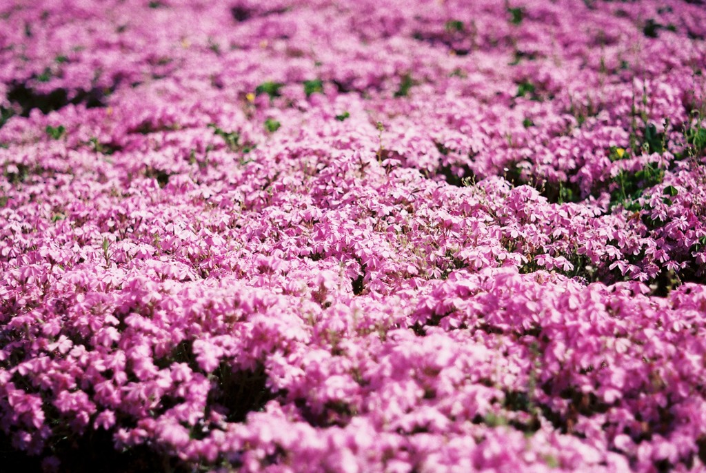 芝桜