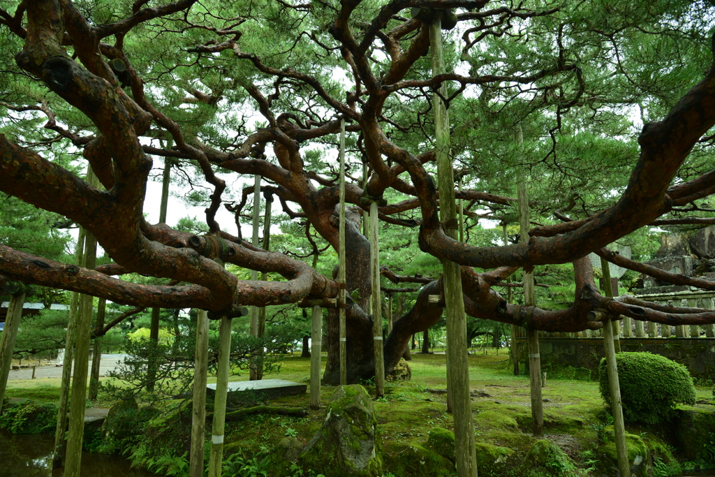 兼六園③
