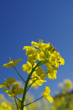 土手沿いに咲く 菜の花