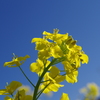土手沿いに咲く 菜の花