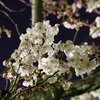 夜桜
