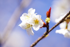 3月の桜