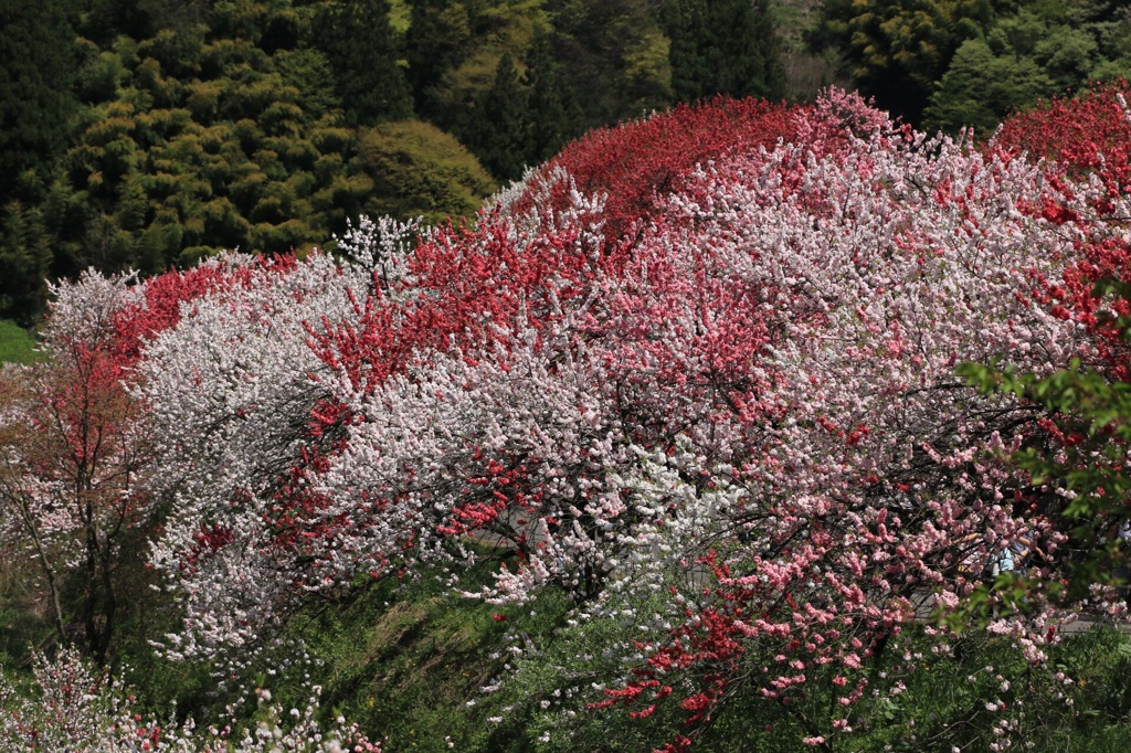 花桃まつり