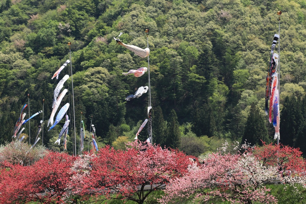 花桃まつり