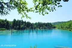 北海道美瑛町の青い池