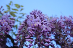 藤の花