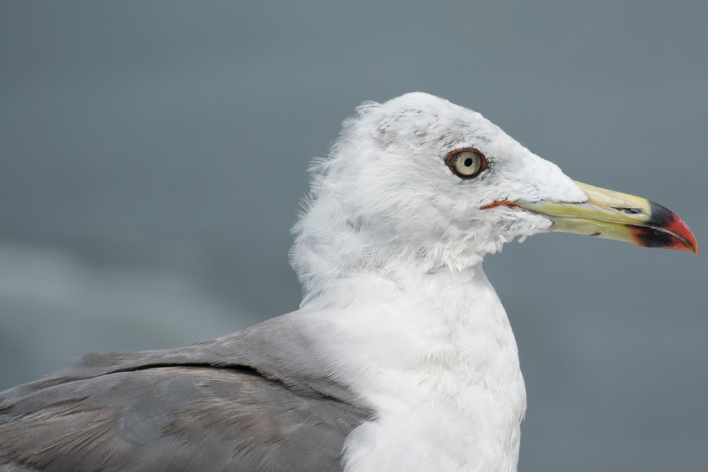 海鳥の見つめる先