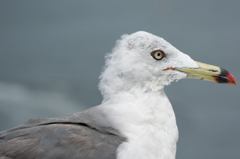海鳥の見つめる先