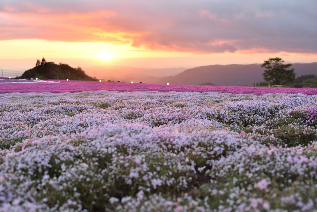 夕日