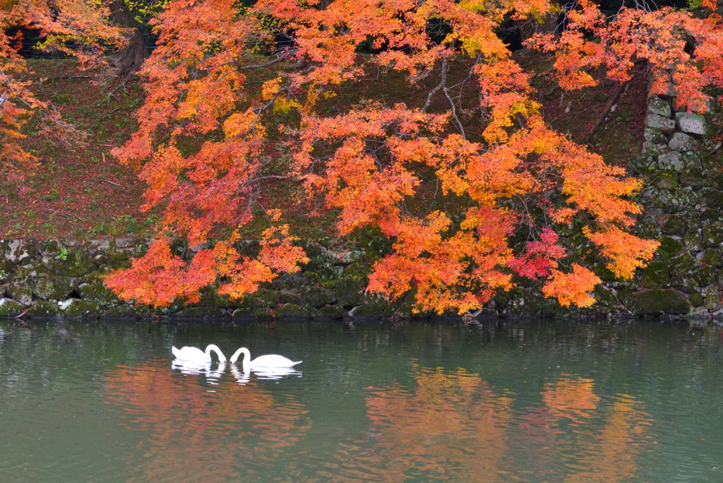 紅葉と白鳥