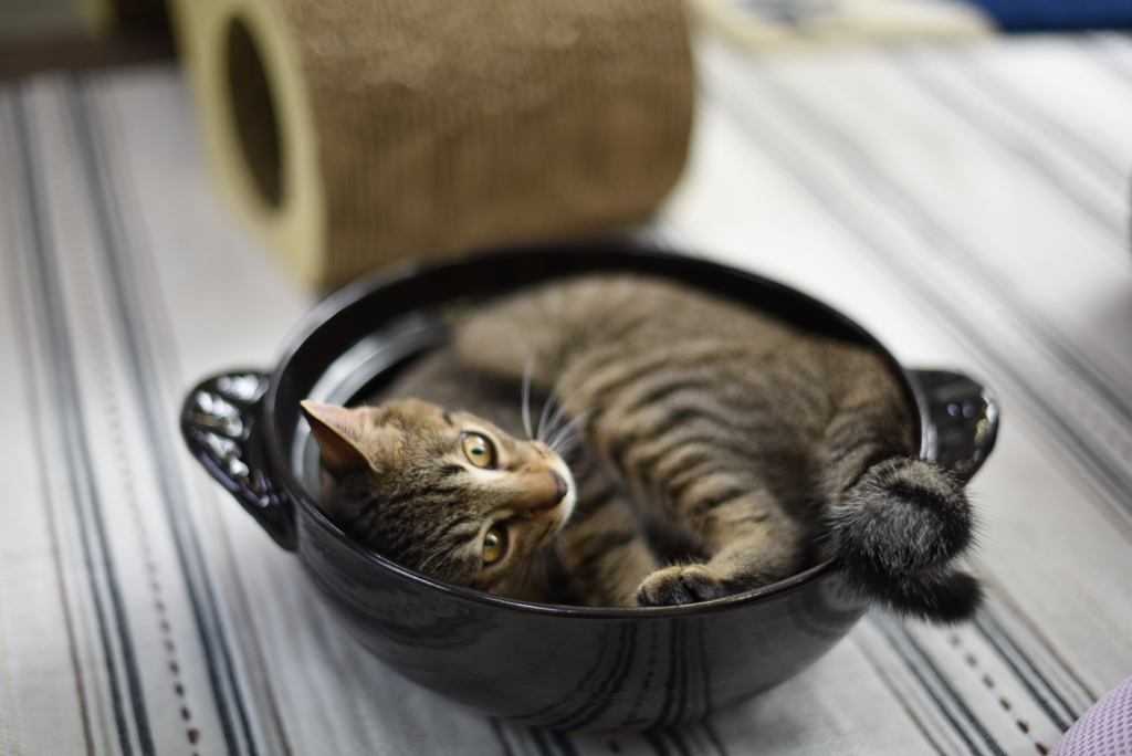 ねこ鍋