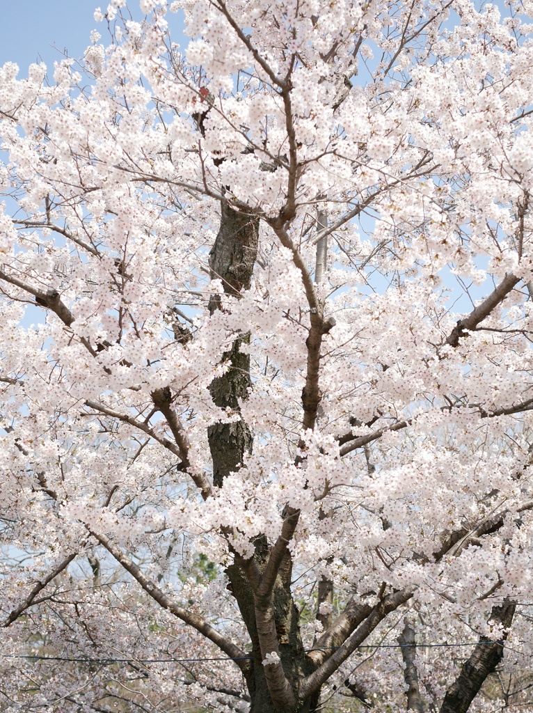 桜