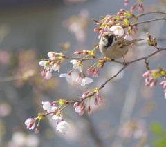 春の雀