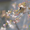 春の雀